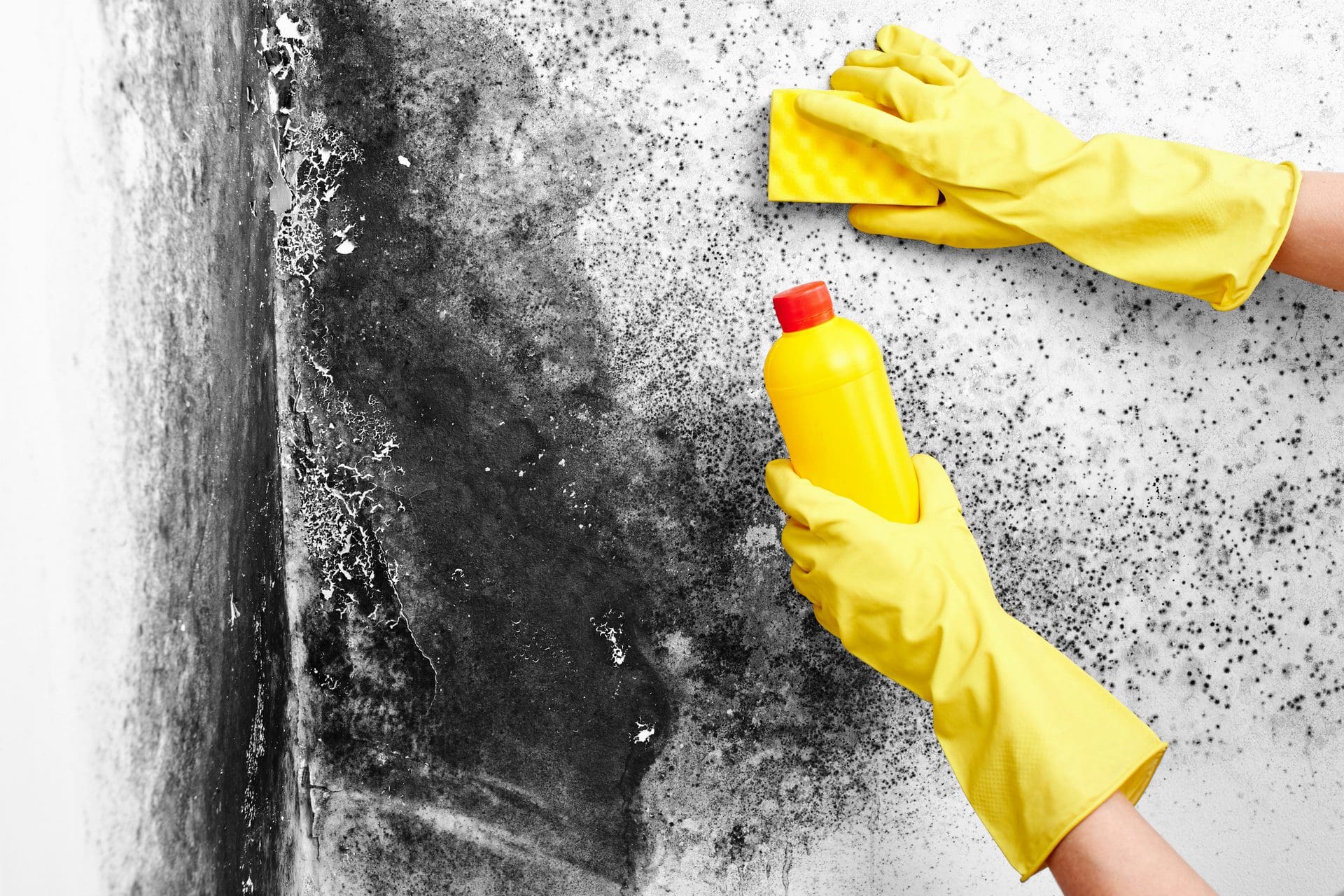 Die laienhafte Bekämpfung einer derart ausgeprägten Schimmelbildung mit Alkohol / Brennspiritus, Essig, Wasserstoffperoxid und anderen Mitteln bringt oft wenig oder nur kurz Linderung (© amixstudio / stock.adobe.com) Die laienhafte Bekämpfung einer derart ausgeprägten Schimmelbildung mit Alkohol / Brennspiritus, Essig, Wasserstoffperoxid und anderen Mitteln bringt oft wenig oder nur kurz Linderung (© amixstudio / stock.adobe.com)