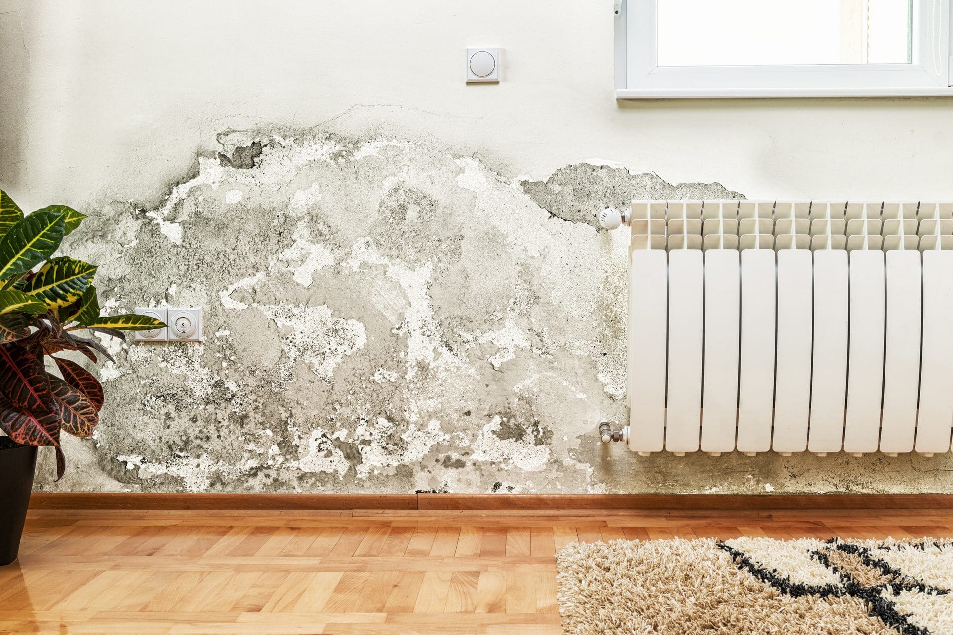 Schimmelbefall an der Wand durch einen Wasserschaden - ein Fall für erfahrene Sanierungsfirma für Wasser- und Brandschadensanierung (© wabeno / stock.adobe.com) Schimmelbefall an der Wand durch einen Wasserschaden - ein Fall für erfahrene Sanierungsfirma für Wasser- und Brandschadensanierung (© wabeno / stock.adobe.com)